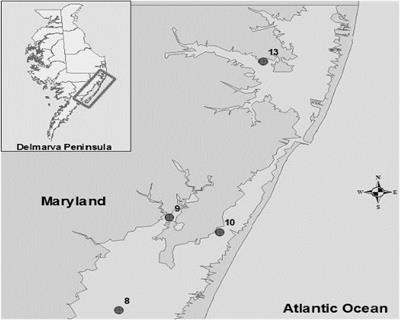 Antimicrobial and Genetic Profiles of Vibrio vulnificus and Vibrio parahaemolyticus Isolated From the Maryland Coastal Bays, United States